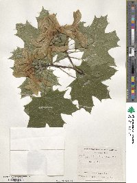 Acer platanoides image