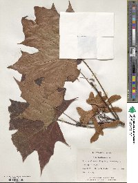 Acer platanoides image