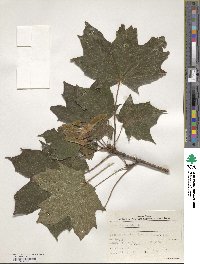 Acer platanoides image