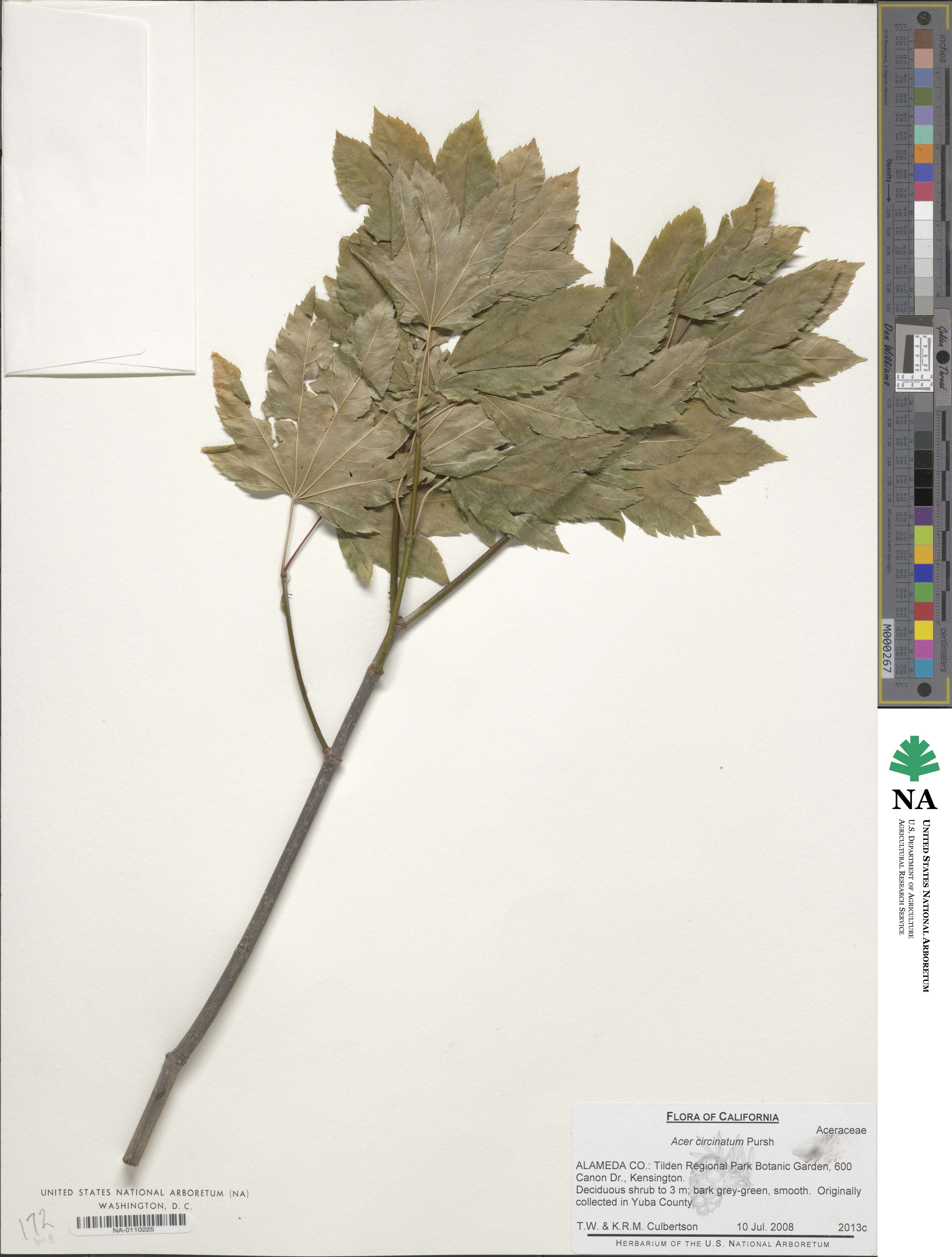 Acer circinatum image