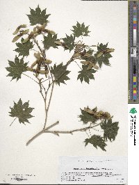 Acer pseudosieboldianum image