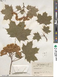 Acer platanoides image