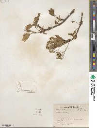 Acer platanoides image