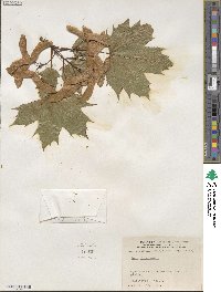 Acer platanoides image