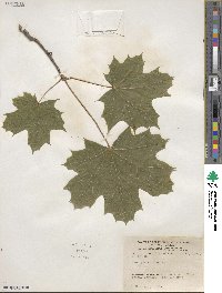 Acer platanoides image