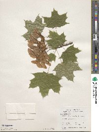 Acer platanoides image