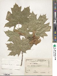 Acer platanoides image