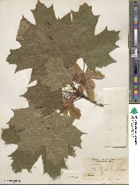 Acer platanoides image