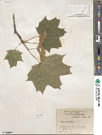 Acer platanoides image