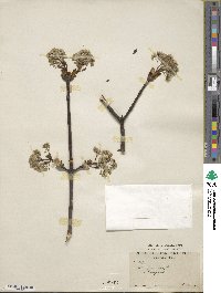 Acer platanoides image