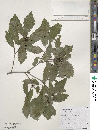 Quercus prinoides image