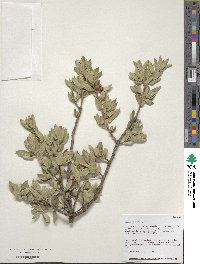 Quercus toumeyi image