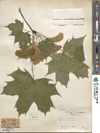 Acer platanoides image