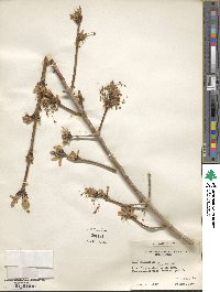 Acer platanoides image