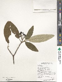 Viburnum rhytidophyllum image