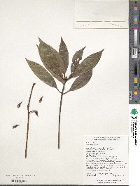 Illicium henryi image