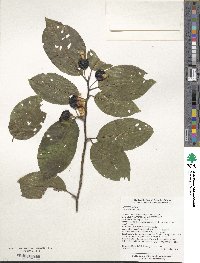 Ilex macrocarpa image