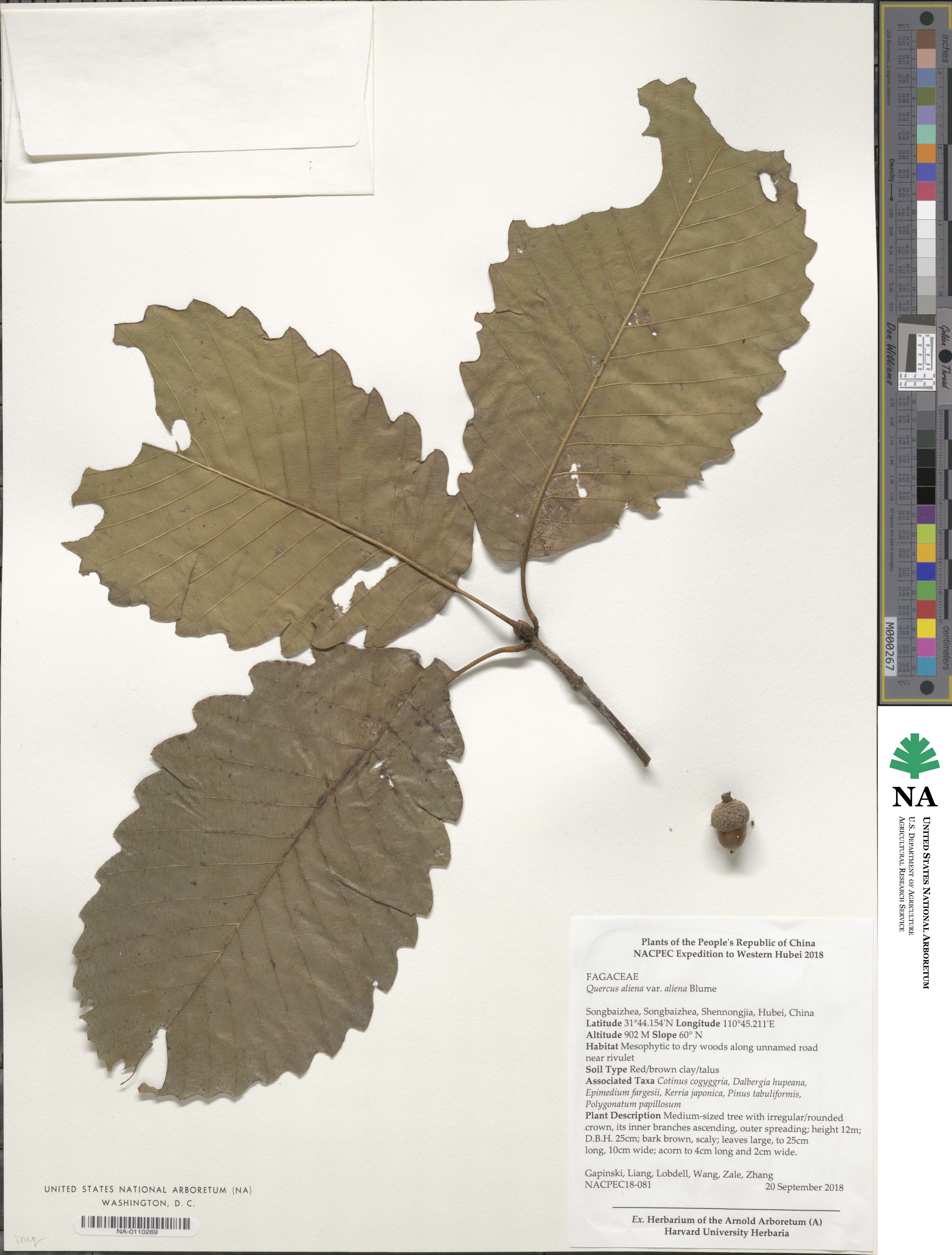 Quercus aliena var. aliena image