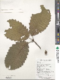 Quercus aliena var. aliena image