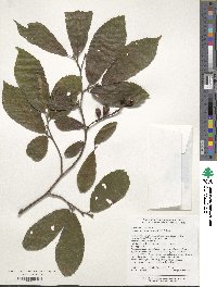 Fortunearia sinensis image