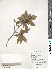 Quercus serrata image