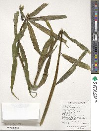 Polygonatum zanlanscianense image