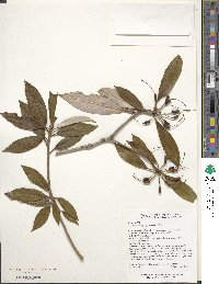 Rhododendron hypoleucum image