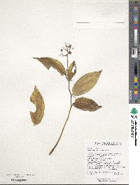 Image of Maianthemum henryi