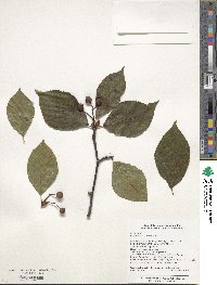 Sorbus caloneura image