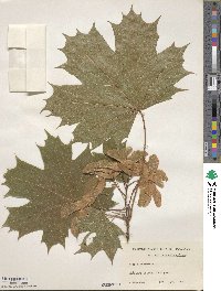 Acer platanoides image