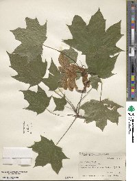 Acer platanoides image