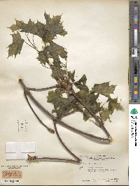 Acer platanoides image