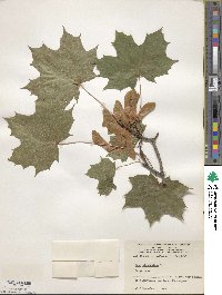 Acer platanoides image