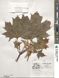 Acer platanoides image