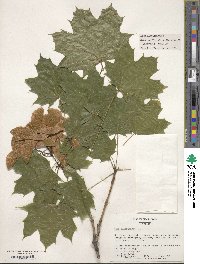 Acer platanoides image