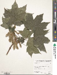 Acer platanoides image