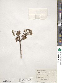 Acer platanoides image