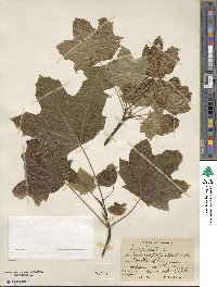 Acer platanoides image