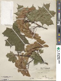 Acer platanoides image