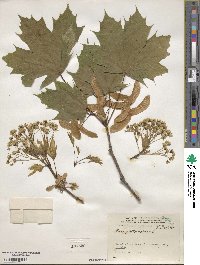 Acer platanoides image