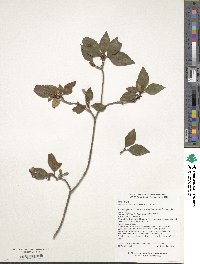 Rhododendron mariesii image