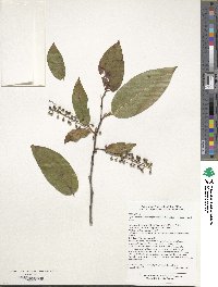 Lyonia ovalifolia image