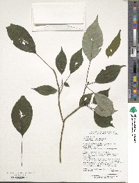 Helwingia japonica image