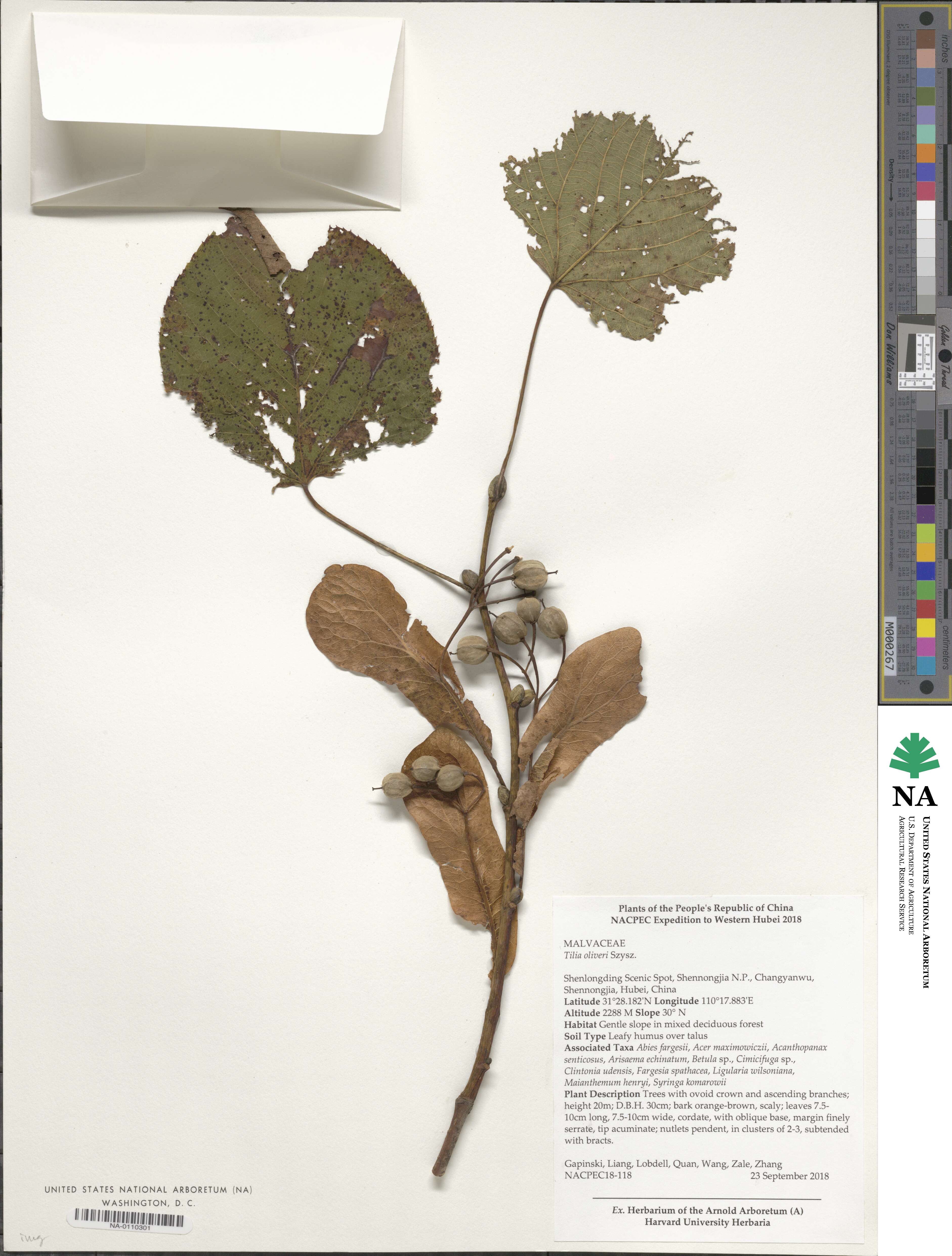 Tilia oliveri image