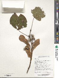 Tilia oliveri image