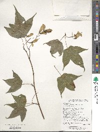 Acer wilsonii image