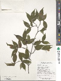 Viburnum erosum var. taquetii image