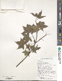 Acer oliverianum image