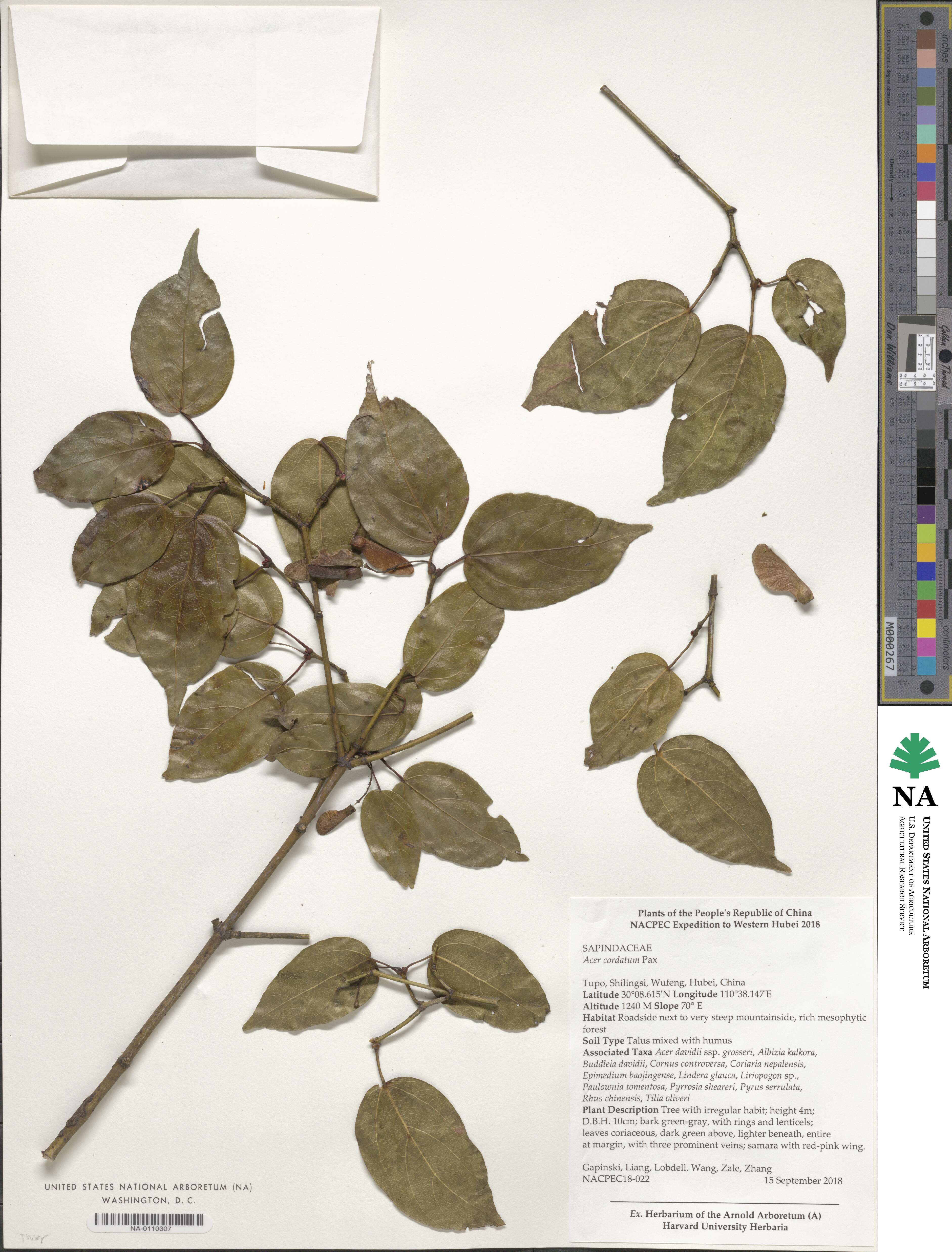 Acer cordatum image