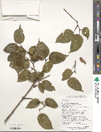 Image of Acer cordatum